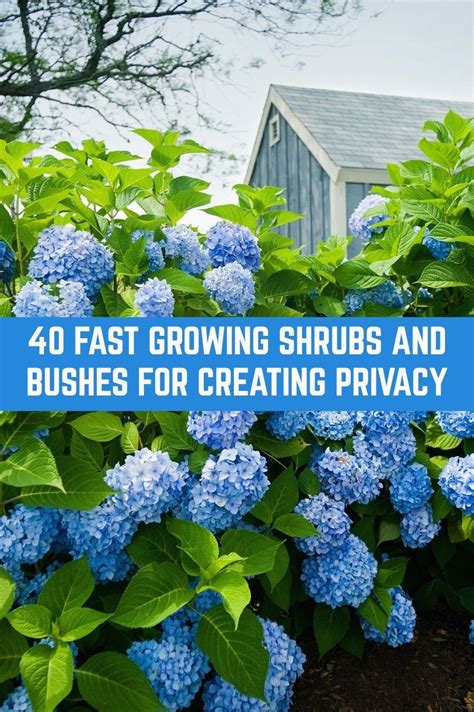 15 Fast Growing Privacy Shrubs Bushes Garden Lovers Club