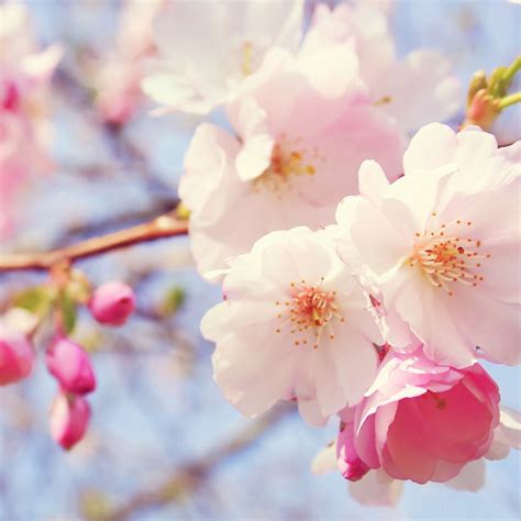 Flowers Spring Bloom Ipad Pro Wallpapers Free Download