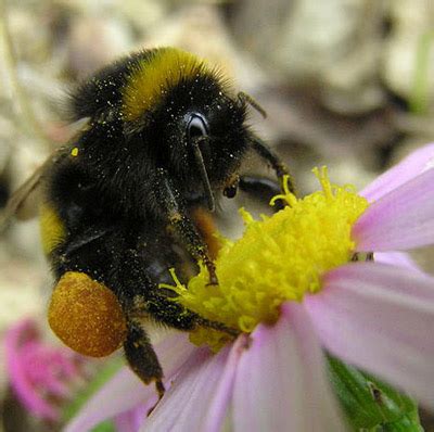 See more of bumble on facebook. bumble bees of Florida, Bombus spp.