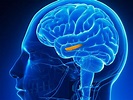 Hippocampal Size May Predict ECT Response in Depression