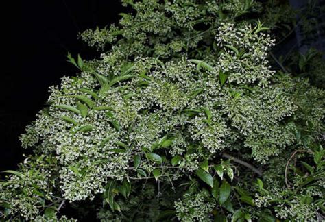 Apr 21, 2017 · this tea boasts both calming and relaxing benefits, which can help to treat the symptoms of anxiety by relaxing the nervous system. Health Benefits of Night blooming Jasmine - Properties & Uses