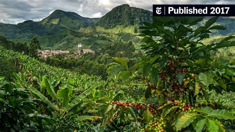 Una Travesía Por Las Montañas De Colombia En Busca De Un Café Casi Perfecto The New York Times