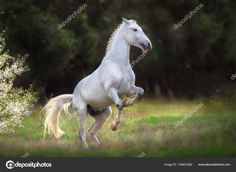 Rearing White Horse