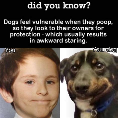 Dog Pooping Meme Captions Trend