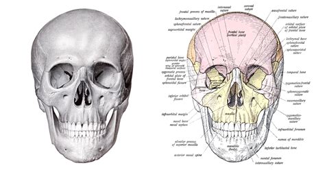 Anatomy Of A Human Skull Karens Whimsy