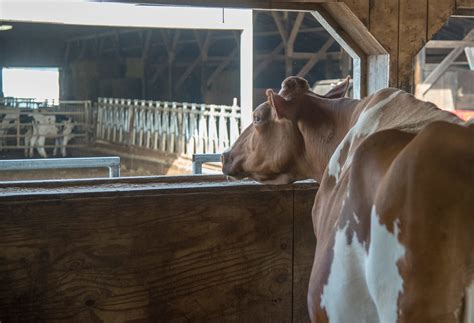 Animal Welfare: Perception and Reality - Cornell Small Farms