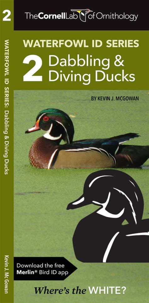 Waterfowl Id Series 2 Dabbling And Diving Ducks Pocket Guide