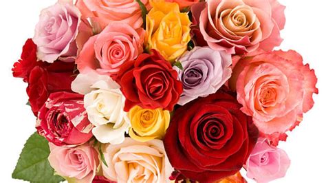 ¿qué Significan Los Diferentes Colores De Las Rosas