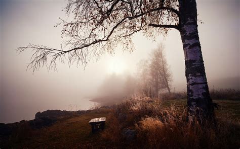 Baggrunde Sollys Træer Landskab Skov Solnedgang Sø Natur Græs