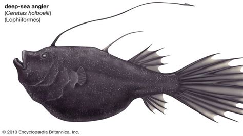 Anglerfish Fish Britannica