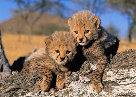 Edge Of The Plank Cute Animals Baby Cheetah Cubs