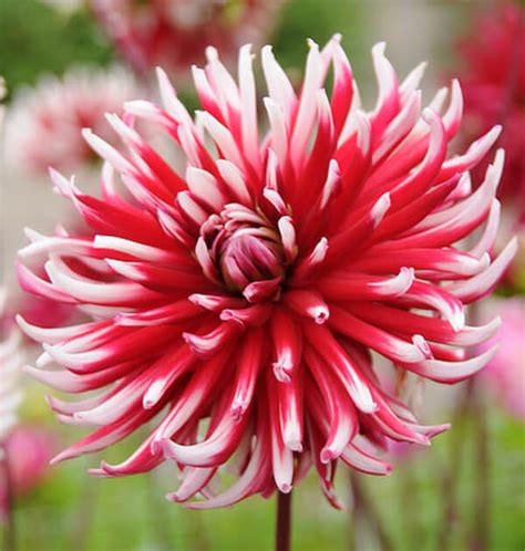 Growing And Caring For Dahlia Flowers The Definitive Guide 2022