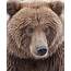 Coastal Brown Bear Closeup Photograph By Gary Langley