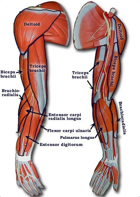 The official name of this muscle is the quadriceps femoris and they are located in the front of your thighs. muscles