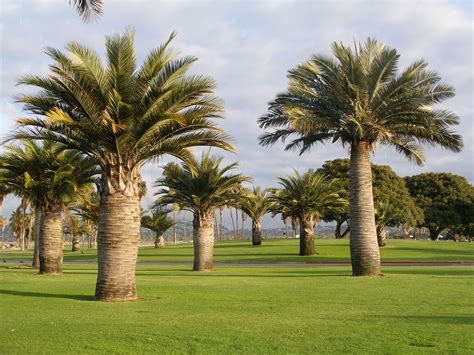 California Palm Trees For Sale Contact West Coast Trees