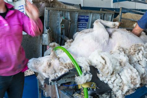 Increasing Efficiency And Safety In Ram Shearing Rambusters
