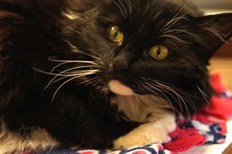 Tolouse Is An Adoptable Norwegian Forest Cat Searching For A Forever