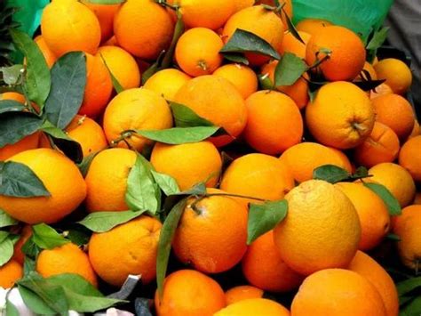 Fresh Oranges At Best Price In Nagpur By Gilidanda Id 13452704062