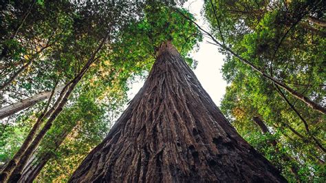 These Giants Are The 7 Tallest Trees In The World Howstuffworks