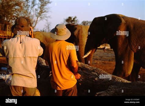 Africa Botswana Chobe National Park Linyanti Wildlife Reserve