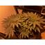 250 Watt First Grow – Journals Coco For Cannabis Forum