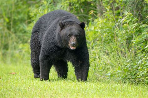 Black Bears Of Eastern North Carolina Ed Erkes Nature Photography