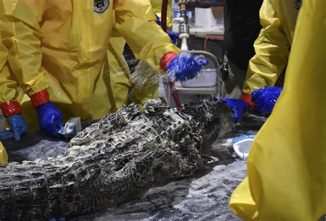 Louisiana Wildlife Rescuers Make Alligator Cleaning A Real Snap Ncpr News