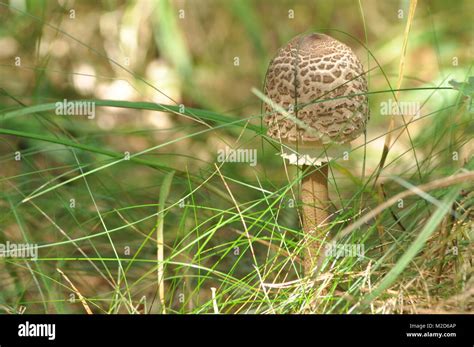 Edible Mushrooms Delicacy The Addition To The Dishes Autumn Mushroom