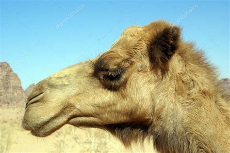 Cabeza De Camello — Foto De Stock © Shanin 3641205