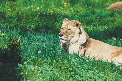 Lion Laying On Green Grass Field Picture Image 115694150