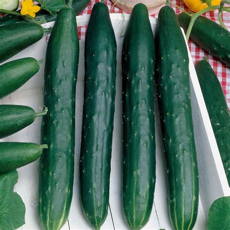 Buy Burpless Tasty Green F1 Hybrid Cucumber Seeds Online Marshalls Marshalls Garden