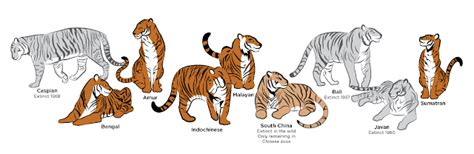 Abes Animals Tiger Species