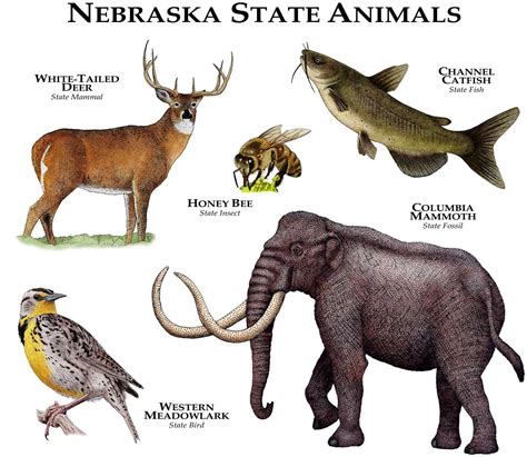 Nebraska State Animals Poster Print