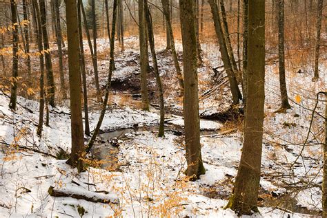 Trees In The Forest In Winter Brown And Orange Leaves Photograph By