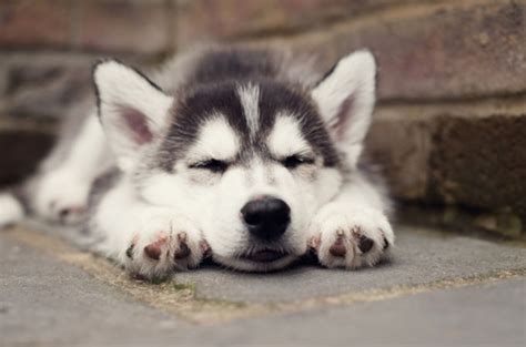 Husky puppies pics & videos. 40 Cute Siberian Husky Puppies Pictures - Tail and Fur