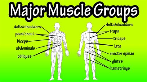 List Of Exercises For Each Muscle Group Eoua Blog