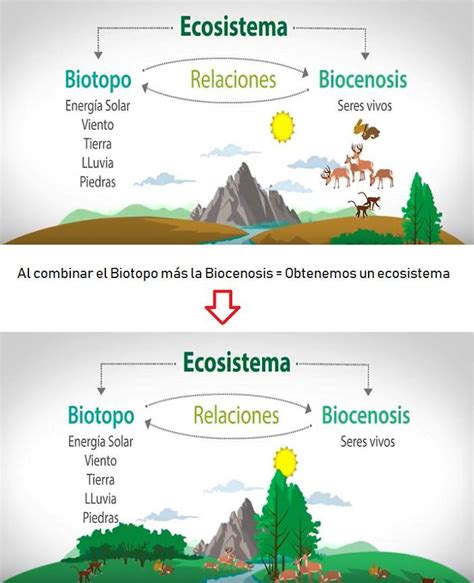 Concepto Ecosistema Tipos De Ecosistemas Ecosistemas Clase De Biología