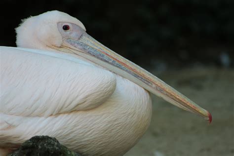 Free Images Nature Bird Wing White Pelican Seabird Profile