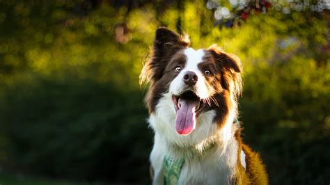 What Is A Smooth Coat Border Collie Bordercollietalk