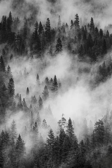 California Yosemite National Park Black And White Image Of Pine