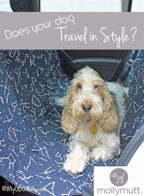 Does Your Dog Travel In Style She Sure Can With Molly