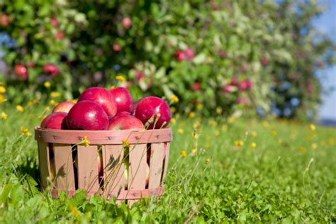Fall Apple Harvest Stock Photo And More Pictures Of Agriculture Istock