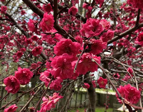 Beautiful Ornamental Weeping Peach Tree • Sugar Sunshine And Flowers