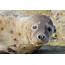 Wildlife And Landscapes Grey Seals