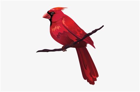 Bird Euclidean Vector Red Clip Art Cardinal Cartoon On Branch