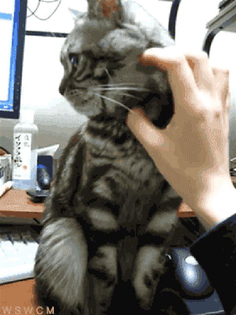 Petting A Cat Gif Saequy