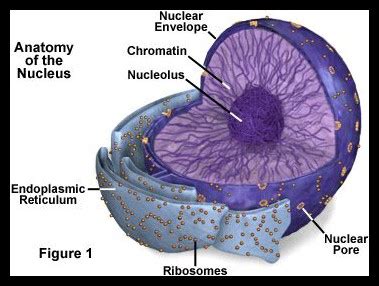 Explain the nucleus of a cell with a neat labeled diagram - Science