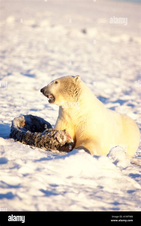 polar bear ursus maritimus scavenging on bowhead whale bones balaena mysticetus 1002 area arctic