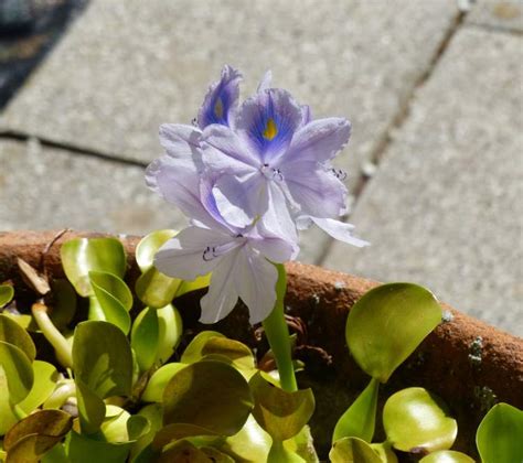 Eichhornia crassipes (Mart.) Solms - Common water hyacinth