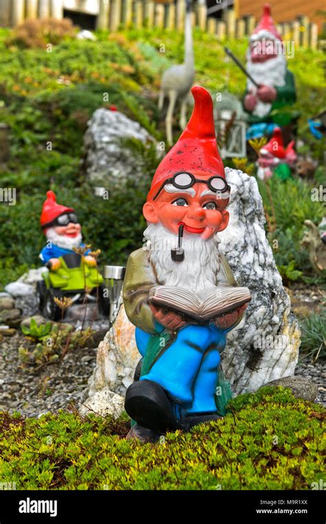 Garden Gnome With Beard And Pipe Reads A Book Engelberg Canton